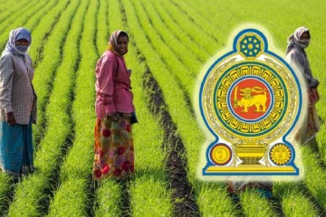 உரம் இன்றி வாடும் நெற்பயிர்கள் ; விவசாயிகள் அவதி