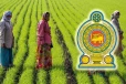 உரம் இன்றி வாடும் நெற்பயிர்கள் ; விவசாயிகள் அவதி