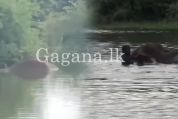 වැවට බැස්ස අලිියා අභිරහස් ලෙස මියයයි. - (VIDEO)