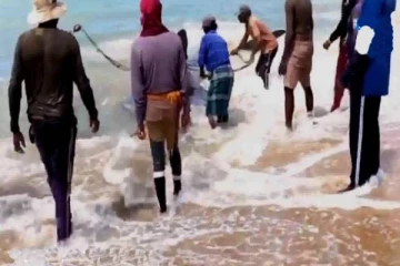 புத்தளத்தில் மீனவர் ஒருவரின் வலையில் சிக்கிய 30 அடி நீளமுடைய புள்ளிச் சுறா!