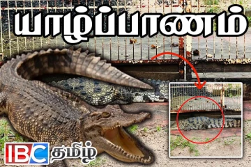 யாழ். கச்சேரி - நல்லூர் வீதியில் பாரிய முதலை - பரபரப்பு சம்பவம்