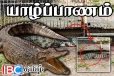 யாழ். கச்சேரி - நல்லூர் வீதியில் பாரிய முதலை - பரபரப்பு சம்பவம்