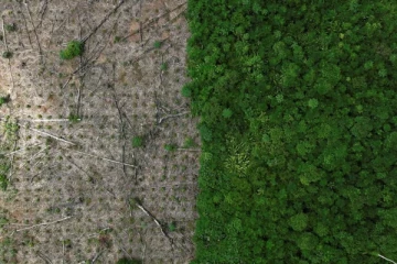 குறைவடைந்த அமேசான் காடழிப்பு வீதம்! பிரேசில் அரசின் நடவடிக்கை