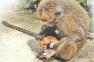 இலங்கையில் கைவிடப்பட்ட பூனைக்குட்டிகளுக்கு தாயாக மாறிய குரங்கு : நெகிழ்ச்சியான சம்பவம்
