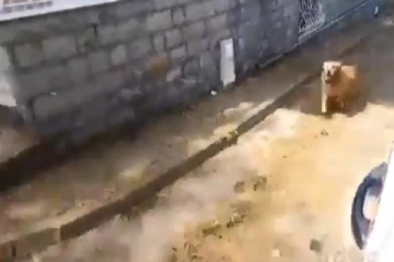 எஜமானர் மீது அளவுகடந்த பாசம்.. பல கி.மீ  ஆம்புலன்ஸ் பின்னே ஓடி வந்த நாய்.. வைரலாகும் வீடியோ