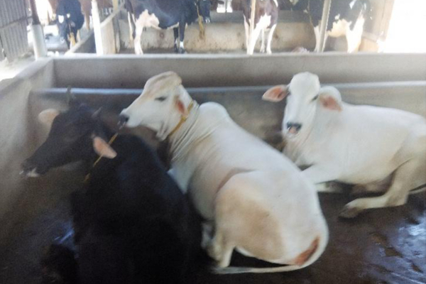 வேலையை உதறிவிட்டு மாட்டுப்பண்ணை: கோடிகளில் கொட்டும் வருமானம்!! சாதித்த இளைஞரின் கதை | This Man Set Dairy Farm Now Earning In Crores