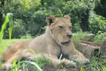 பிரேசில் உயிரியல் பூங்காவில் சிங்கத்திடம் மாட்டியவருக்கு நேர்ந்த கதி