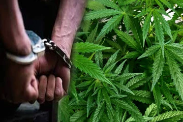 யால வனப்பகுதியில் கஞ்சா செடிகளுடன் சந்தேக நபர்கள் கைது