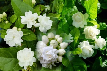 கொத்துக்கணக்கில் மல்லிகை பூ பூக்கணுமா? உரத்தில் இந்த 3 பொருள் சேர்த்தா போதும்