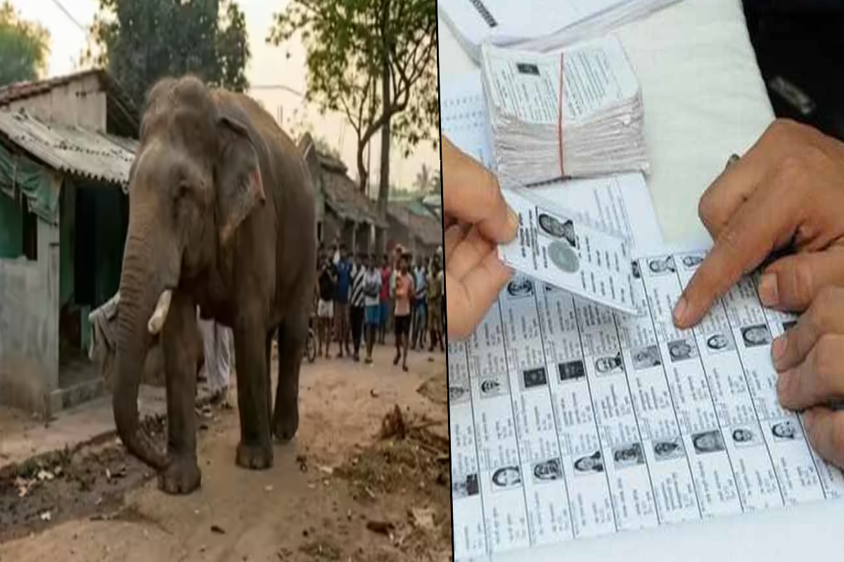 வாக்களிக்க வந்த அழையா விருந்தாளியால் ஸ்தம்பித்து போன வாக்குச்சாவடி ; சிதறி ஓடிய வாக்காளர்கள் | Wild Elephant Entered Polling Station In India