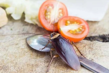 வீட்டில் கரப்பான் பூச்சி தொல்லை அதிகமாக இருக்கின்றதா? இதை செய்தால் போதும்