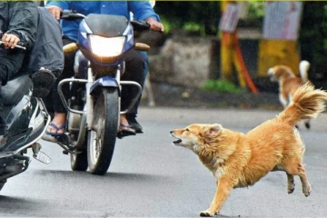 ஆத்தாடி இதுக்கு பின்னாடி இப்படி ஒரு காரணமா? பைக்'ல போகும் போது ஏன் நாய் துரத்துகிறது தெரியுமா!