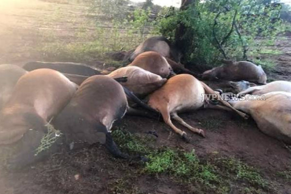 11 உயிர்களை பறித்த மின்னல்! ஓழந்தையில் சோக சம்பவம் | Lightning Killed 11 Cow S Incident In Omanthai
