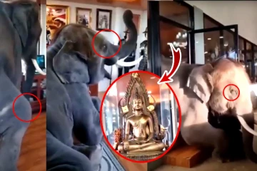 புத்தர் சிலையை பார்த்து யானை செய்த செயல்! வைரலாகும் காணொளி (Video)