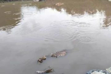 வவுனியாவில் பசுவை வெட்டி குளத்தில் வீசிய விசமிகள்!