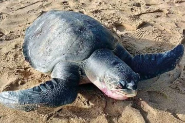 வெளிநாட்டிற்கு அனுப்பிவைக்கப்பட்ட உயிரிழந்த கடல்வாழ் உயிரினங்களின் மாதிரிகள்