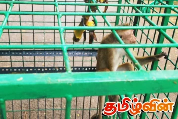 குரங்குகளை கட்டுப்படுத்தும் முயற்சி: கிளிநொச்சி விவசாயியின் நடவடிக்கை