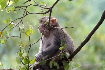 குரங்கில் இருந்து மனிதர்களுக்கு ஆபத்தான வைரஸ் பரவலாம்... எச்சரிக்கும் ஆய்வாளர்கள்