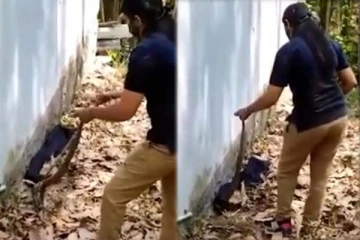 வாவா சுரேஷ் போன்று ராஜநாகத்தை லாவகமாக பிடித்த பெண் அதிகாரி: சினம் கொண்டு எகிறிய பாம்பின் வைரல் காட்சி