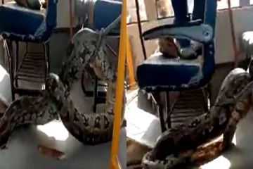 பள்ளி பேருந்தில் பதுங்கியிருந்த ராட்சத பைத்தான்! பீதியை கிளப்பும் வீடியோ பதிவு