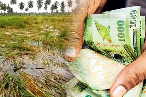 விவசாயிகளுக்கு புதிய காப்புறுதித் திட்டம் : வெளியான தகவல் | New Insurance Scheme For Seed Paddy Farmers Aib விவசாயிகளுக்கு புதிய காப்புறுதித் திட்டம் : வெளியான தகவல் | New Insurance Scheme For Seed Paddy Farmers Aib