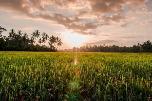அரசின் புதிய உரக்கொள்கையினால் விவசாயத்துறையில் பாரிய முன்னேற்றம் | Government S New Fertilizer Policy In Agriculture