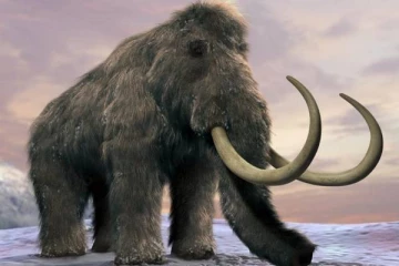 மீண்டும் மம்மூத் யானைகள்: ரூ.110 கோடியில் புதிய முயற்சி