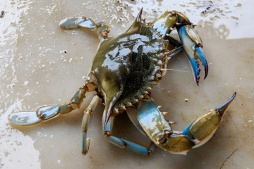 உயிருடன் உள்ள நண்டை முழுங்கிய தந்தை