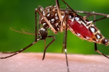 டெங்கு காய்ச்சலுக்கு வேகமாக தீர்வு வேணுமா? இதோ சில வீட்டு வைத்தியம்