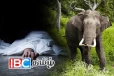 யானையின் தாக்குதலில் பறிபோன சிறுவனின் உயிர் : காலைவேளை துயரம்