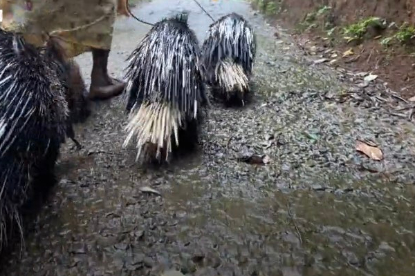 இலங்கையில் குடும்பம் ஒன்றை வாழவைக்கும் முள்ளம் பன்றிகள்! (Photos) | Porcupines That Support A Family In Sri Lanka