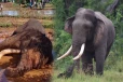 இலங்கையின் தேசிய சொத்து காவந்திஸ்ஸ மரணத்தில் சந்தேகம்