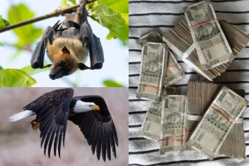 இந்த 2 பறவைகள் வீட்டிற்குள் வந்தால் நிதி சிக்கல் ஏற்படுமாம்
