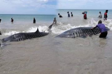 இலங்கை கடற்பரப்பில் கரையொதுங்கிய சுறா மீன்