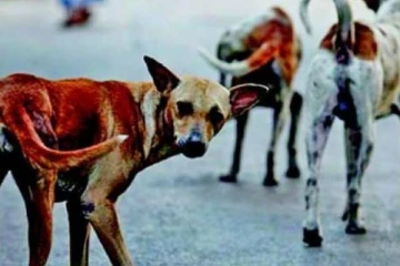 பிரபல மாலில் நாய்க்கு பாலியல் வன்கொடுமை : இளைஞர் கைது