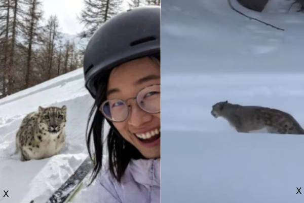 girl attacked by snow leopard in china taking selfie girl attacked by snow leopard in china taking selfie