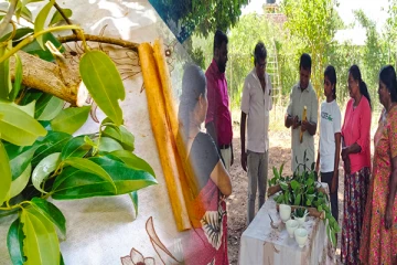 முல்லைத்தீவில் வெற்றியளித்துள்ள கறுவா செய்கை!