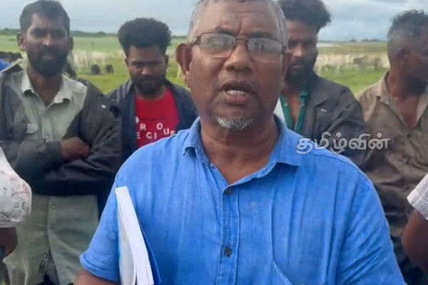 கிண்ணியாவில் மேய்ச்சல் தரைக்கான தகராறில் 30 மாடுகள் வாள்வெட்டுக்கு இலக்கு | 30 Cows Targeted Slaughter Grazing Land In Kinniya