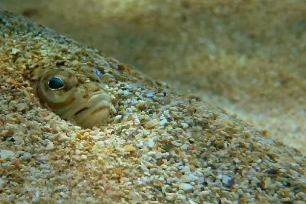 மீன் வடிவில் காத்திருக்கும் பேராபத்து! மண்ணில் பதுங்கி இருக்கும் அதிர்ச்சி | This Sea Creature Camouflages Itself In Sand