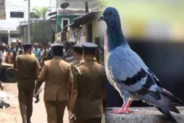 தென்னிலங்கையில் நேர்ந்த அதிர்ச்சி சம்பவம் ; புறாவுக்காக பறிபோன மனித உயிர்