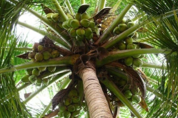 யாழில் தென்னை மரத்தின் கீழே படுத்திருந்தவருக்கு நேர்ந்த சோகம்