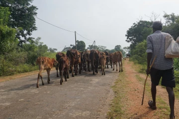 யாழ்ப்பாணம் – கிளிநொச்சி வீதி விபத்தில் மூதாட்டி உயிரிழப்பு