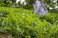 සුභ ආරංචියක් - මේ අයට රජයෙන් පොහොර සහනාධාර