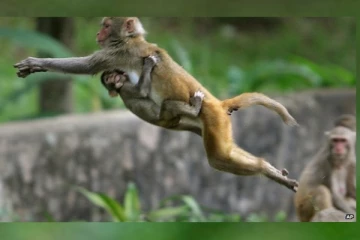 රිලවුන් රට යැවීම ගැන අලුත්ම ආරංචියක්..