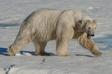 கனேடியரைக் கொன்ற துருவக் கரடிகள்: ஒரு அசாதாரண நிகழ்வு
