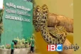 தெஹிவளை மிருககாட்சிசாலையில் காணாமற்போன மஞ்சள் அனகொண்டா பாம்பு
