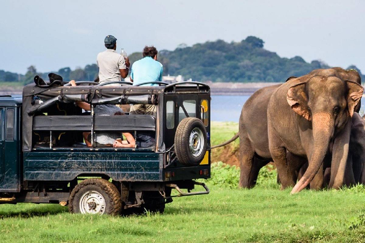 யால தேசிய வனத்தின் 2 வலயங்களுக்கு இன்று முதல் பூட்டு! | Yala National Park S 2 Blocks Temporarily Closed