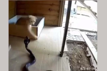 வேட்டைக்கு வந்த பாம்பை தலையில் அடித்து கதறவிட்ட பூனை... சூப்பரான காட்சி