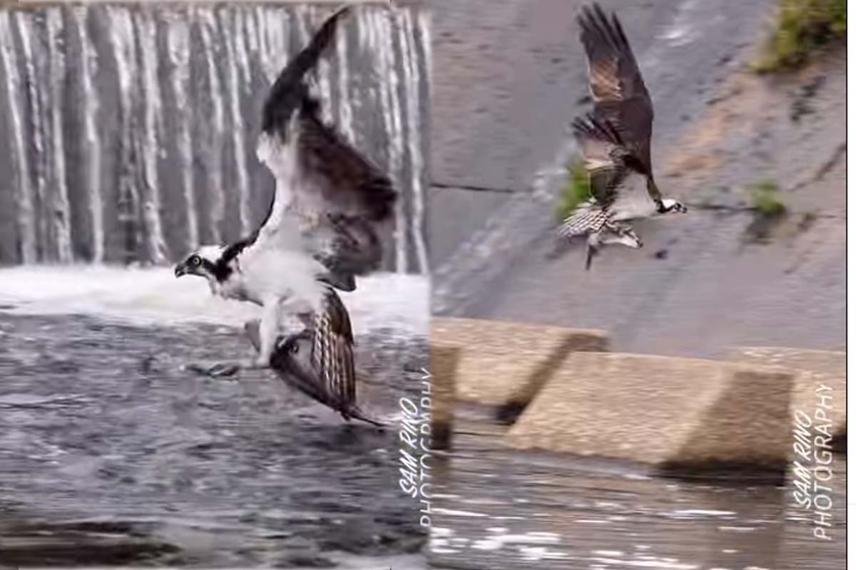 Viral Video: ராட்சத மீனுடன் உயரே பறந்து சென்ற கழுகு... அட்டகாசமான காட்சி | Eagle Hunt Big Fish And Fly On Sky