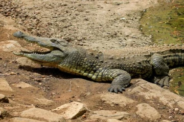 ஆண் ஒருவரின் சடலத்தை இழுத்துச் சென்ற இராட்சத முதலை! கொழும்பில் அதிர்ச்சி சம்பவம்
